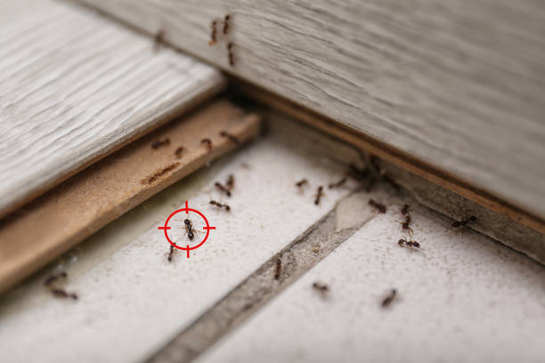 Best Affordable Pest Control Services  in Eagle Lake, TX