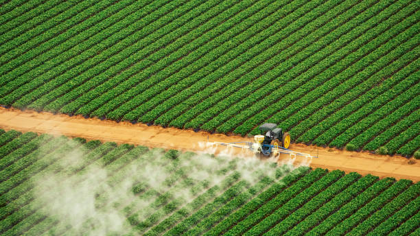 Best Ant Control Services  in Eagle Lake, TX
